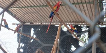 Asegura PROFEPA 19 guacamayas y loros en Cunduacán; se encontraban en cautiverio ilegal