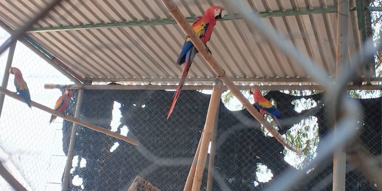 Asegura PROFEPA 19 guacamayas y loros en Cunduacán; se encontraban en cautiverio ilegal