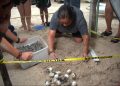 ¡Milagro en Champotón! Liberan a 13 mil crías de tortuga carey bajo estrictas medidas de protección