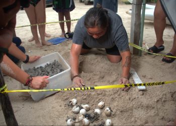¡Milagro en Champotón! Liberan a 13 mil crías de tortuga carey bajo estrictas medidas de protección