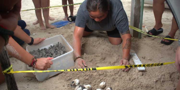 ¡Milagro en Champotón! Liberan a 13 mil crías de tortuga carey bajo estrictas medidas de protección