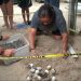 ¡Milagro en Champotón! Liberan a 13 mil crías de tortuga carey bajo estrictas medidas de protección