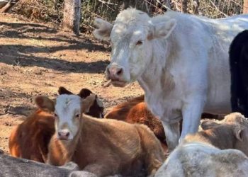 Confirman primer caso de gusano barrenador en Chihuahua