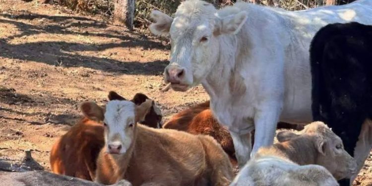 Confirman primer caso de gusano barrenador en Chihuahua