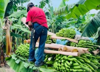 ¡Alivio al campo tabasqueño! Productores de plátano obtienen hasta 70% de descuento en tarifas eléctricas