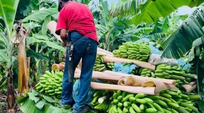 ¡Alivio al campo tabasqueño! Productores de plátano obtienen hasta 70% de descuento en tarifas eléctricas