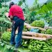 ¡Alivio al campo tabasqueño! Productores de plátano obtienen hasta 70% de descuento en tarifas eléctricas