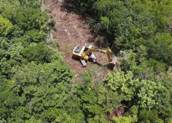 Alarma ambiental: Quintana Roo podría perder hasta 15 mil hectáreas de selva al cierre de 2026