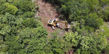 Alarma ambiental: Quintana Roo podría perder hasta 15 mil hectáreas de selva al cierre de 2026