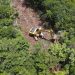 Alarma ambiental: Quintana Roo podría perder hasta 15 mil hectáreas de selva al cierre de 2026