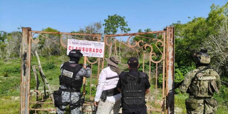 Profepa clausura 17 polígonos en la Reserva de la Biosfera Ría Celestún
