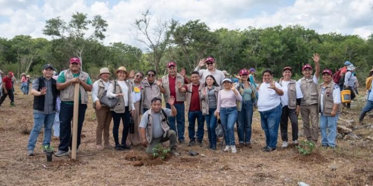 Reforesta Renacimiento Maya 292 hectáreas con más de 64 mil plantas