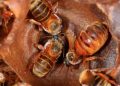 Buscan expandir programa de preservación de la abeja melipona a Quintana Roo