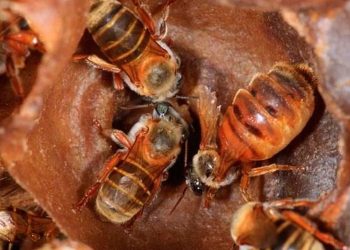Buscan expandir programa de preservación de la abeja melipona a Quintana Roo
