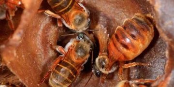 Buscan expandir programa de preservación de la abeja melipona a Quintana Roo