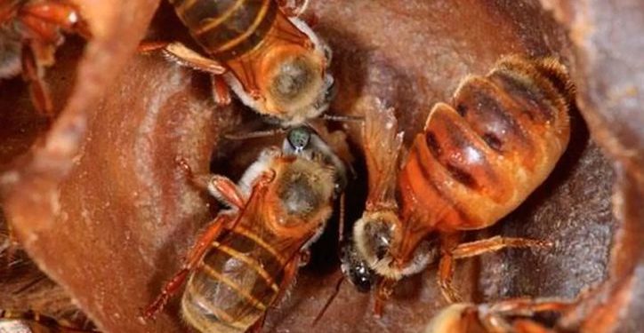 Buscan expandir programa de preservación de la abeja melipona a Quintana Roo