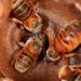 Buscan expandir programa de preservación de la abeja melipona a Quintana Roo