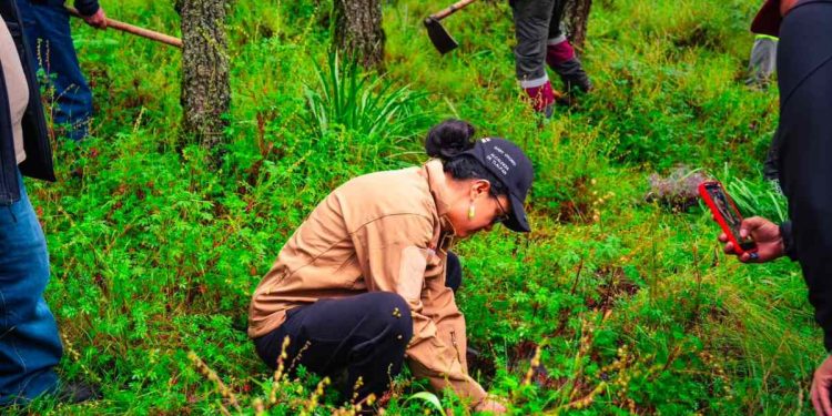Anuncia Clara Brugada Programa de Reforestación Urbana para Plantar 500 mil árboles y reducir temperaturas en zonas con déficit de arbolado