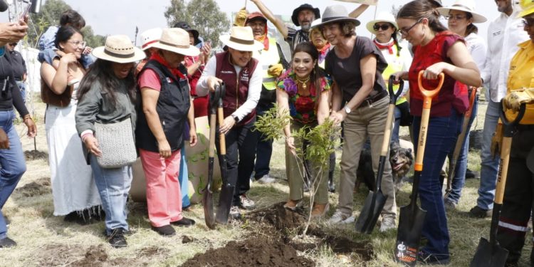 Con plantación de 35 mil árboles, participa la Ciudad de México en Jornada Nacional de Reforestación; vamos a continuar defendiendo el suelo verde, asegura Clara Brugada