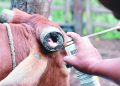 Afirma SADER que casos de gusano barrenador en Tabasco se mantienen bajo control