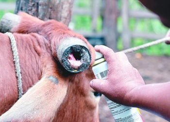 Afirma SADER que casos de gusano barrenador en Tabasco se mantienen bajo control