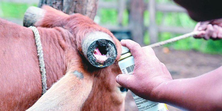 Afirma SADER que casos de gusano barrenador en Tabasco se mantienen bajo control