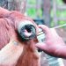 Afirma SADER que casos de gusano barrenador en Tabasco se mantienen bajo control