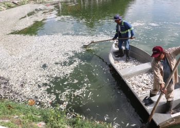 Retiran alrededor de 10 toneladas de peces muertos en la Laguna de las Ilusiones