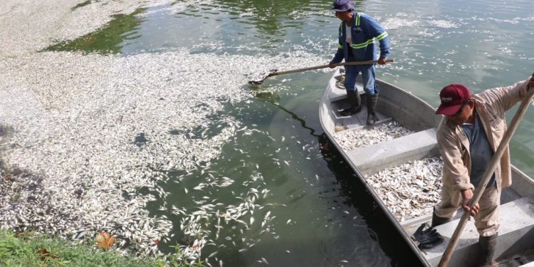 Retiran alrededor de 10 toneladas de peces muertos en la Laguna de las Ilusiones