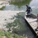 Retiran alrededor de 10 toneladas de peces muertos en la Laguna de las Ilusiones