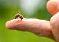 Aumentan reportes de picaduras de abejas y artrópodos durante la temporada de calor en Tabasco