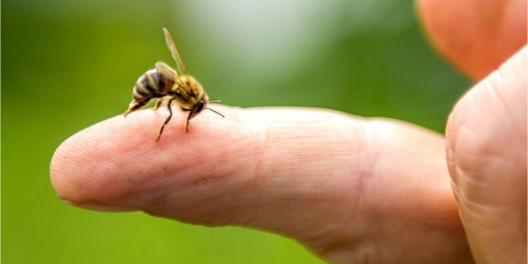 Aumentan reportes de picaduras de abejas y artrópodos durante la temporada de calor en Tabasco