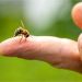 Aumentan reportes de picaduras de abejas y artrópodos durante la temporada de calor en Tabasco