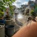 Quintana Roo acumula 118 casos de dengue en lo que va de 2026; la zona sur concentra el 41% de los contagios
