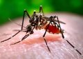 Descarta Salud Tabasco repunte de dengue y golpes de calor ante las altas temperaturas