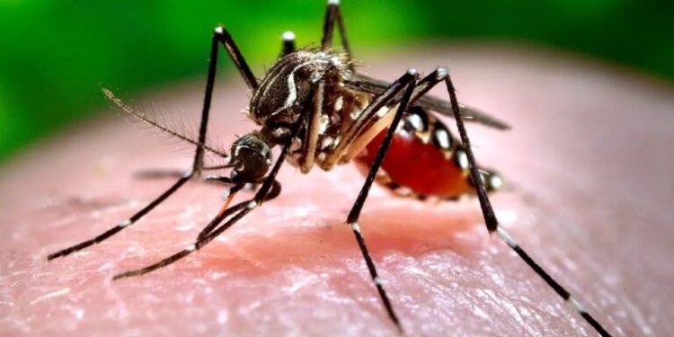 Descarta Salud Tabasco repunte de dengue y golpes de calor ante las altas temperaturas