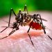 Descarta Salud Tabasco repunte de dengue y golpes de calor ante las altas temperaturas