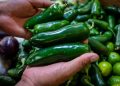Cofepris descarta presencia de salmonela en empacadora de chiles jalapeños de Nuevo León