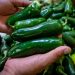 Cofepris descarta presencia de salmonela en empacadora de chiles jalapeños de Nuevo León