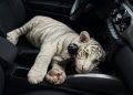 Aseguran a tigresa de bengala blanca en la CEDA de la CDMX y detienen a sujeto que la transportaba