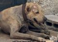 Denuncian incremento de maltrato y abandono de gatos en la Supermanzana 64 de Cancún