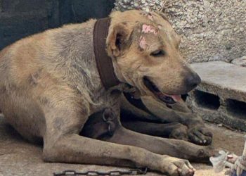 Denuncian incremento de maltrato y abandono de gatos en la Supermanzana 64 de Cancún