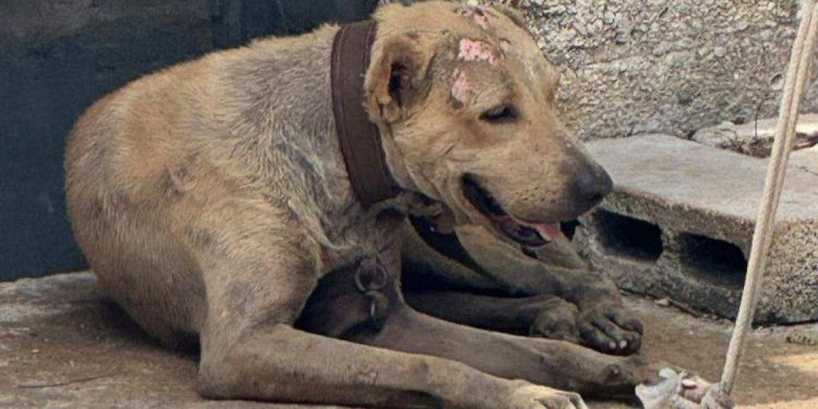 Denuncian incremento de maltrato y abandono de gatos en la Supermanzana 64 de Cancún