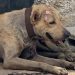 Denuncian incremento de maltrato y abandono de gatos en la Supermanzana 64 de Cancún