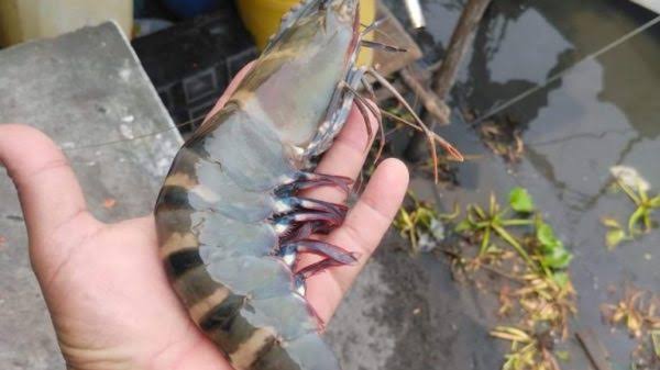 Camarón «salva la tanda» en Campeche tras el inicio de la veda del pulpo
