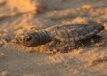 Tortugas marinas demuestran resiliencia ante el sargazo en el Caribe Mexicano