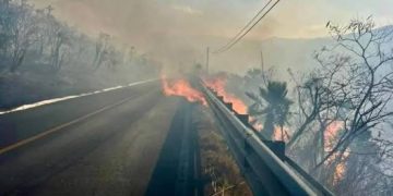 Incendio consume amplia extensión de manglar en las inmediaciones de Kobén, Campeche