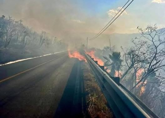 Incendio consume amplia extensión de manglar en las inmediaciones de Kobén, Campeche