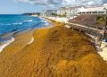 Cancún proyecta alcanzar 30 mil toneladas de sargazo recolectado al cierre de agosto