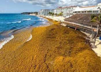 Cancún proyecta alcanzar 30 mil toneladas de sargazo recolectado al cierre de agosto